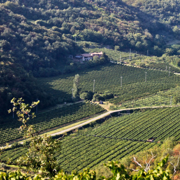 Seiterre in Ca' del Lupo