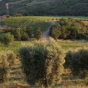 Seiterre in Poggio Le Capannelle
